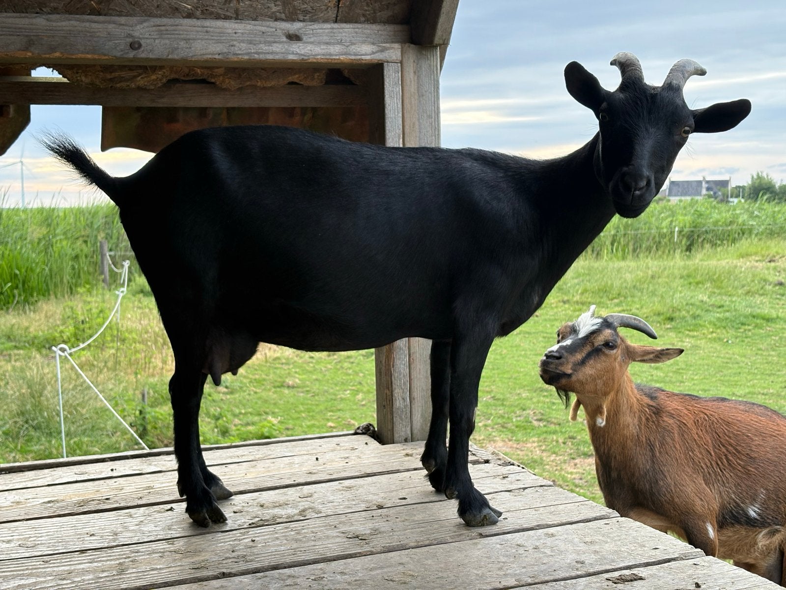 Dwerggeit, Vrouwelijk, Geit