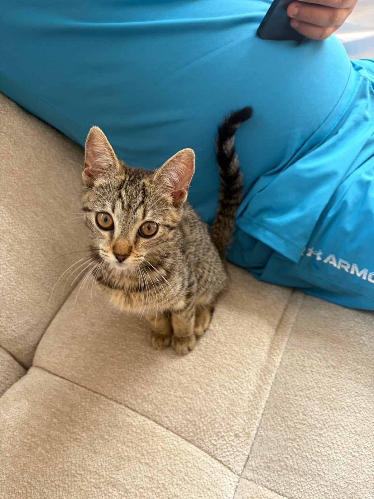 Kitten, Poes