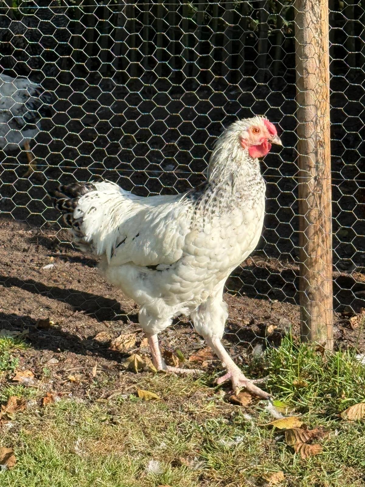 Wyandotte haan, Mannelijk, Kip