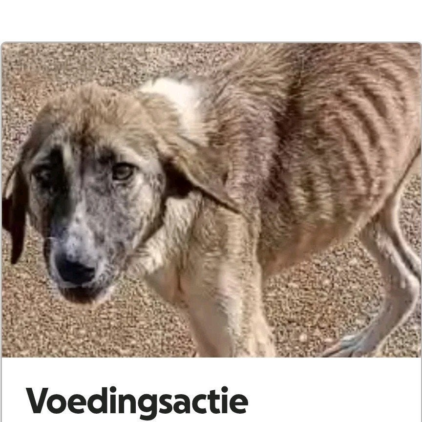 Help Stichting Save the Pawties, red of adopteer, Ophalen, Zo goed als nieuw