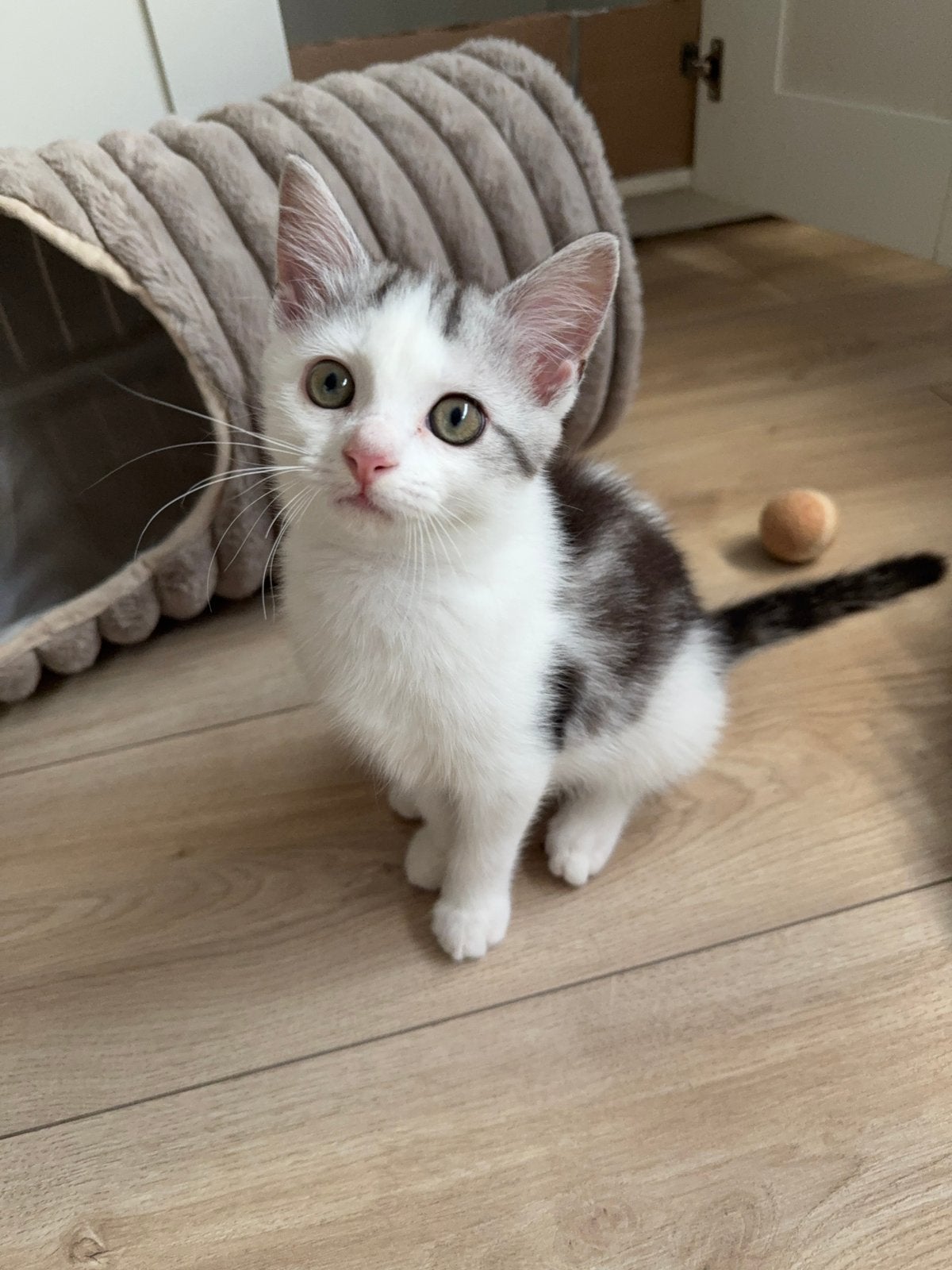 Lieve half Perzische kittens, Dieren en Toebehoren, Katten en Kittens | Raskatten | Langhaar, Meerdere dieren, Ontwormd, 0 tot 2 jaar