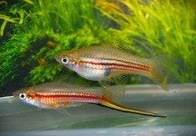 Jonge zwaarddragers te koop – gezond en actief, Vis, Zoetwatervis, Schoolvis