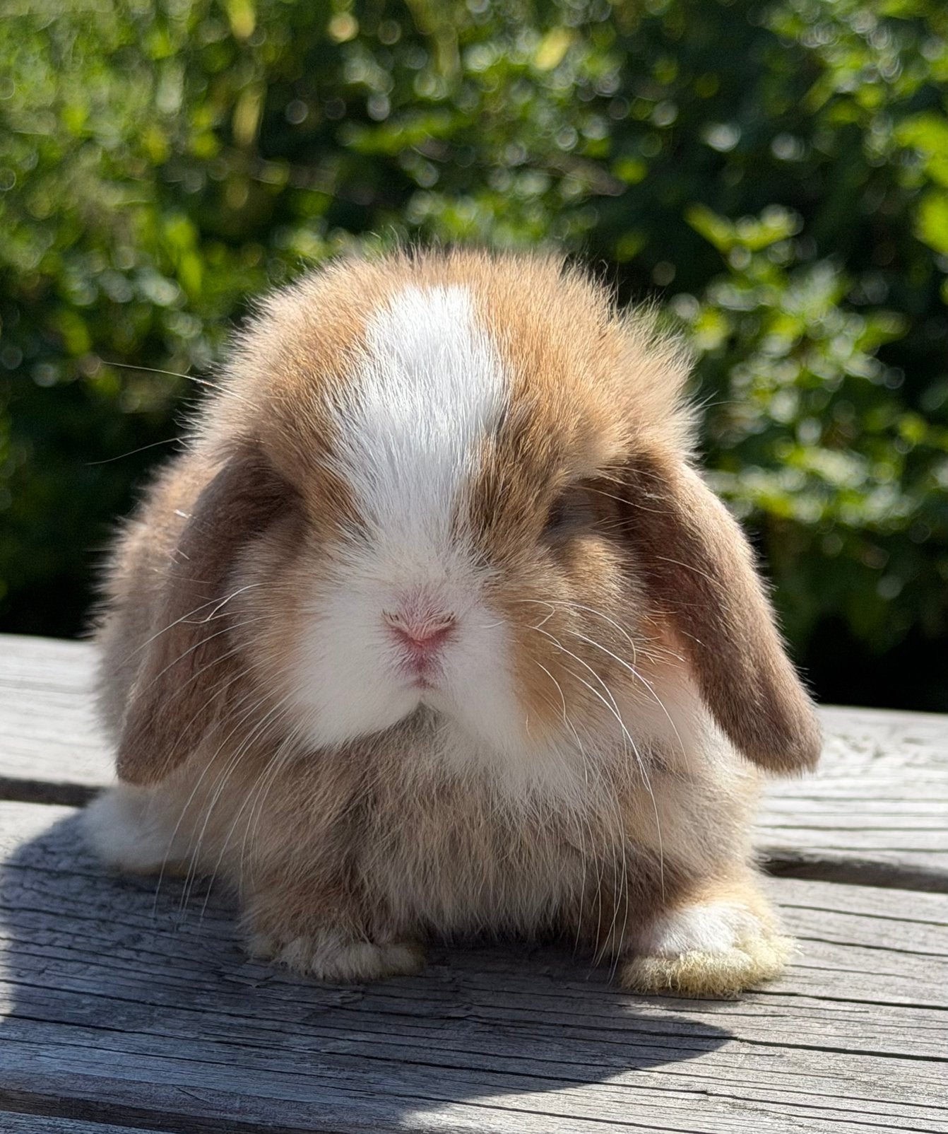 Minilop/Teddy dwerg koppeltje - klaar om te verhuizen, Dieren en Toebehoren, Meerdere dieren, Dwerg, Hangoor, 0 tot 2 jaar