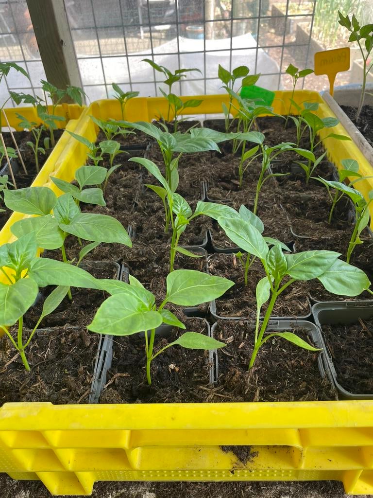 Paprikaplantjes, Ophalen, Tweejarig, Groenteplanten, Volle zon