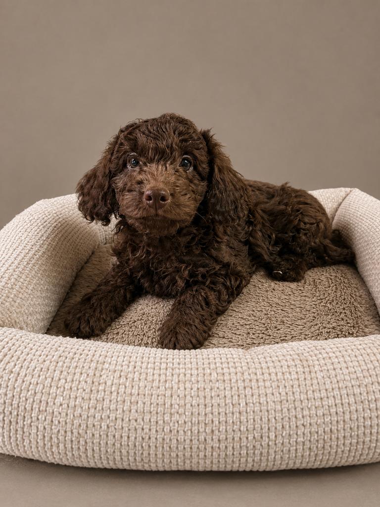 Toy x dwerg poedel pups, Dieren en Toebehoren, Honden | Chihuahua's en Gezelschapshonden, Poedel, Parvo, Nederland, 8 tot 15 weken
