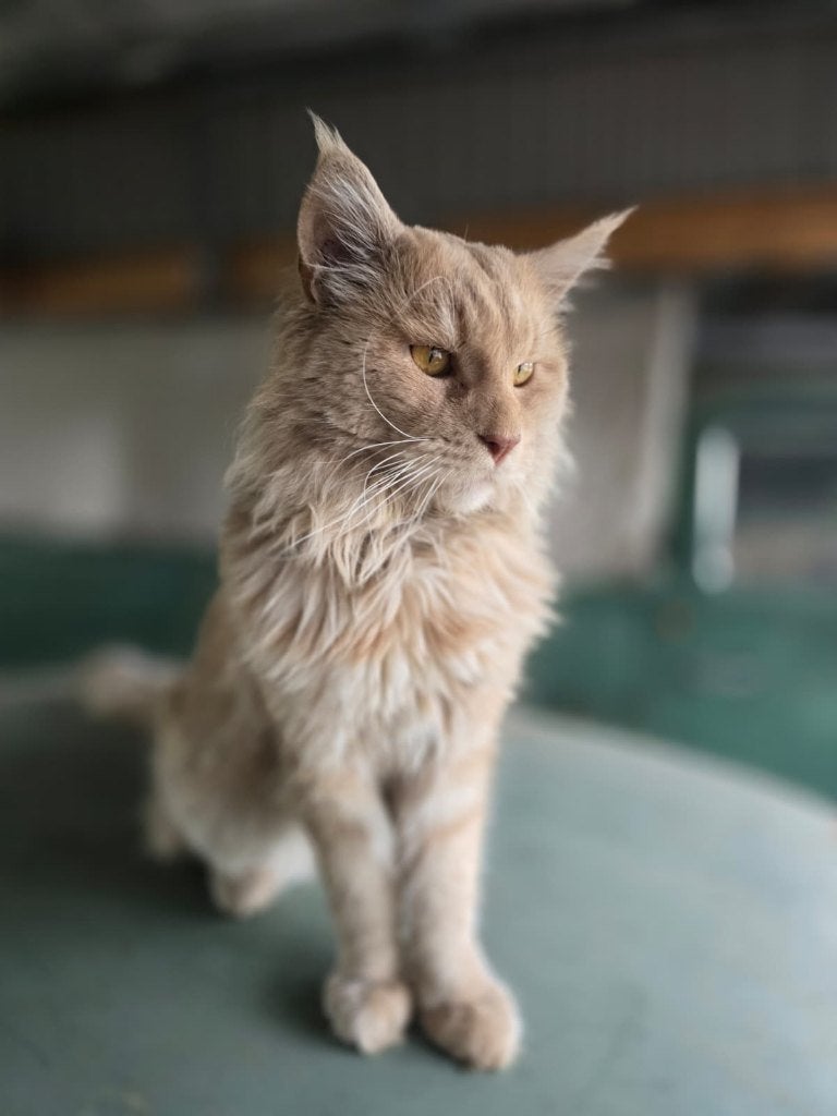 Prachtige Créme Maine coon MET stamboom, Kater, Met stamboom, 0 tot 2 jaar