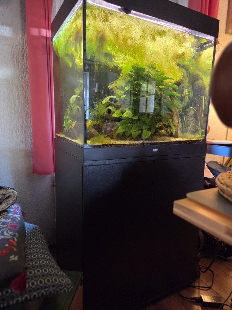 Juwel Aquarium, met kast en toebehoren, Ophalen, Inclusief vissen, Juwel, Gevuld zoetwateraquarium