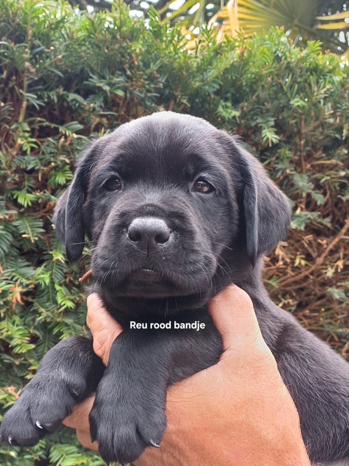 Hele lieve zwarte labrador pups aangeboden, Parvo, 8 tot 15 weken, Labrador retriever, Meerdere