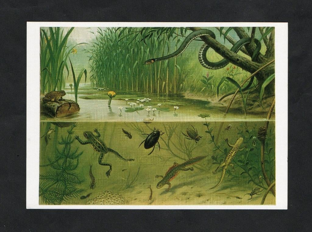 Ansichtkaart Schoolplaat In Sloot en Plas, Koekkoek., Ophalen of Verzenden, 1980 tot heden, Ongelopen, Waterdier