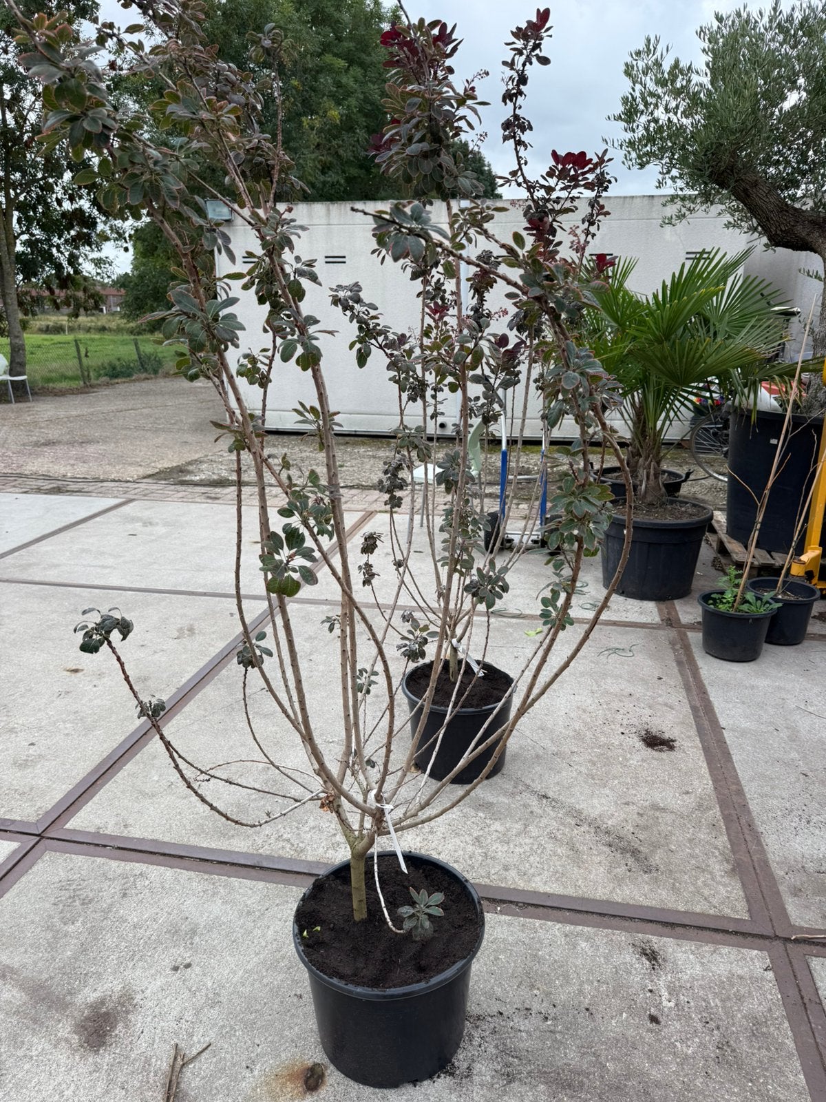 Priikenboom grote struik 150/175 mooi gelijk potgekweekt, Volle zon, Vaste plant, Zomer, Ophalen