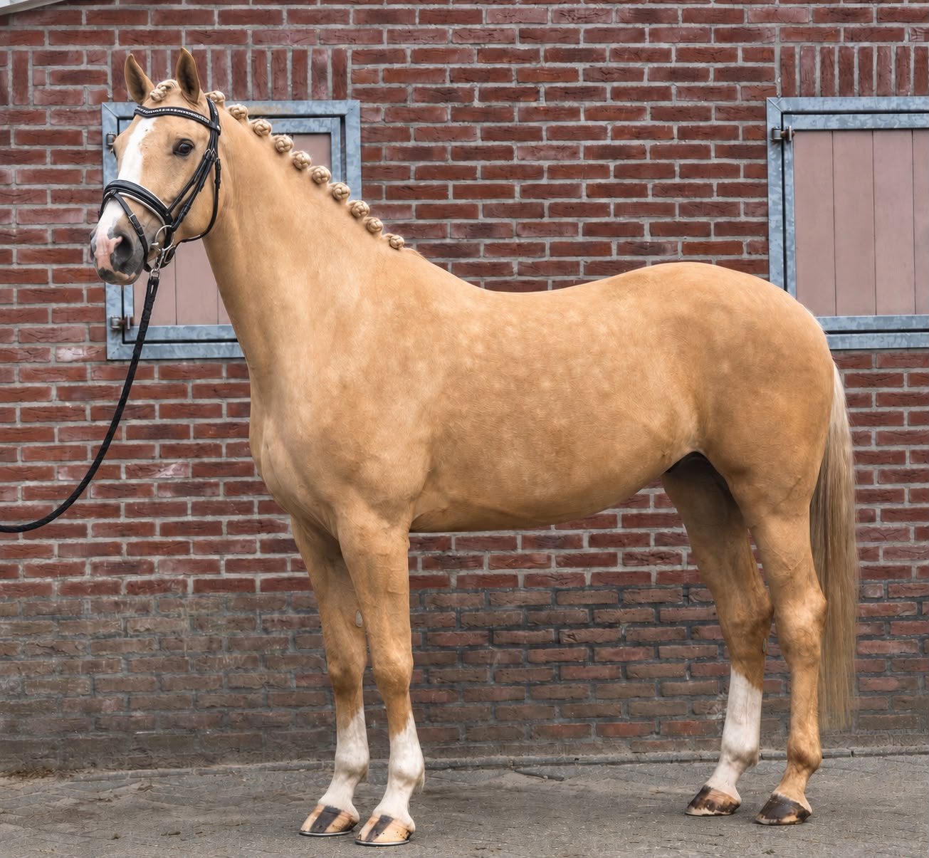 Prachtige palomino, B, Ruin, 3 tot 6 jaar, Gechipt