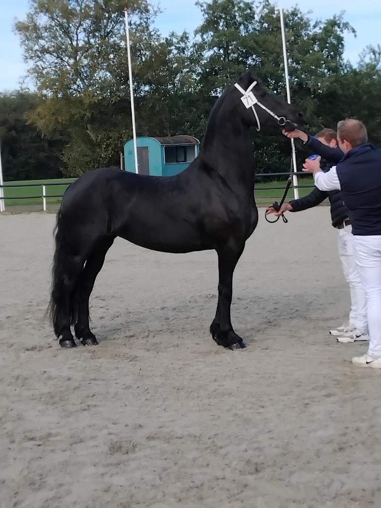 ZEER LUXE FRIESE MERRIE MET HENGST VEULEN NIEUW, Merrie