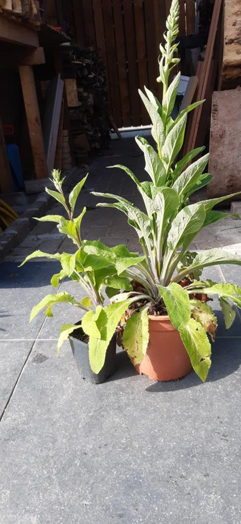 Tuinplant digitalis vingerhoedskruid., Ophalen, Overige soorten, Halfschaduw