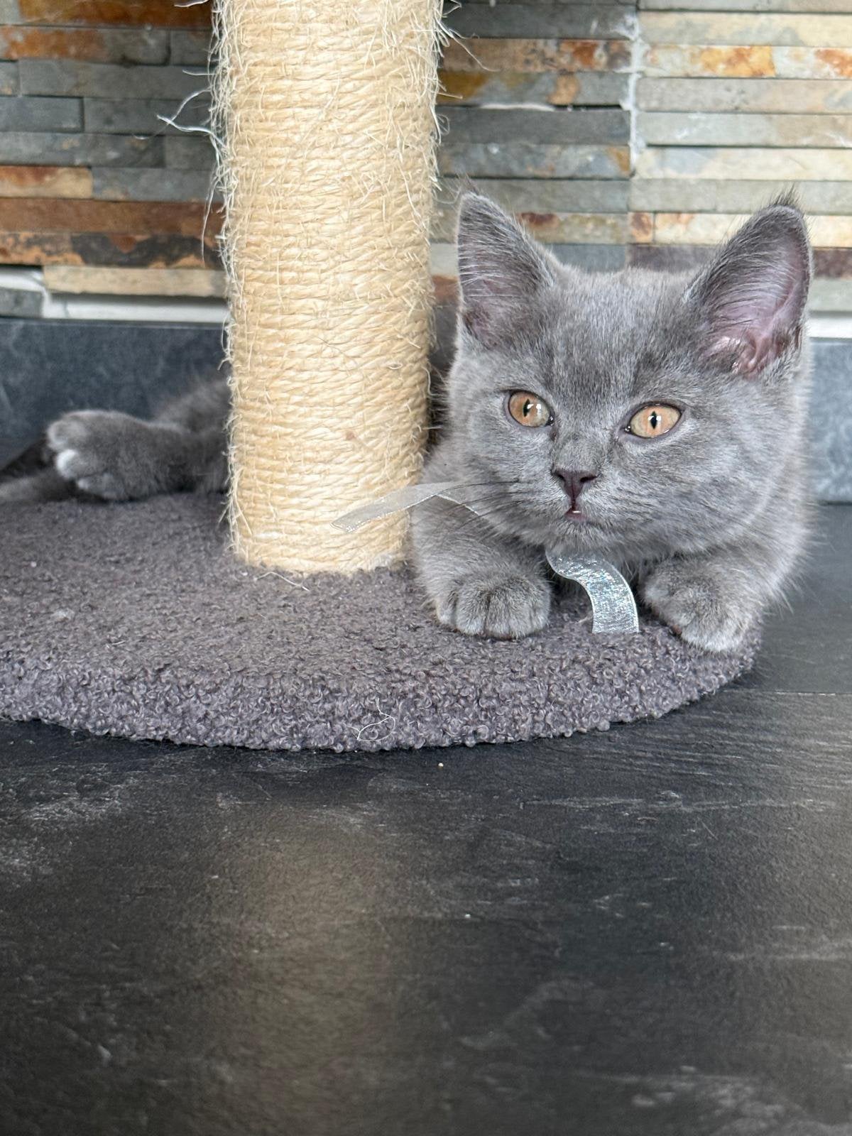 Britse korthaar kittens, Kater, Kortharig, 0 tot 2 jaar