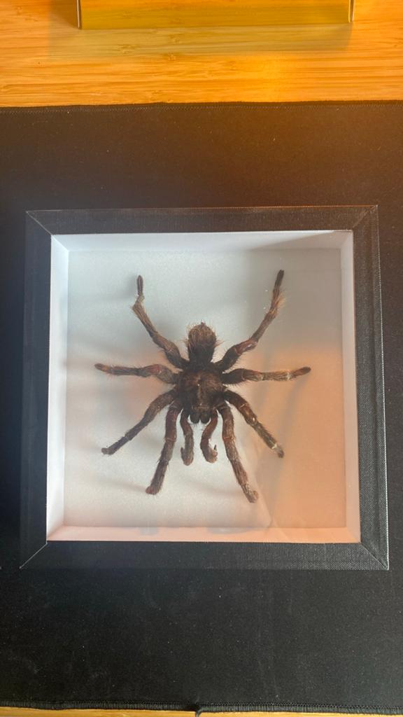 Tropische tarantula, Bijen