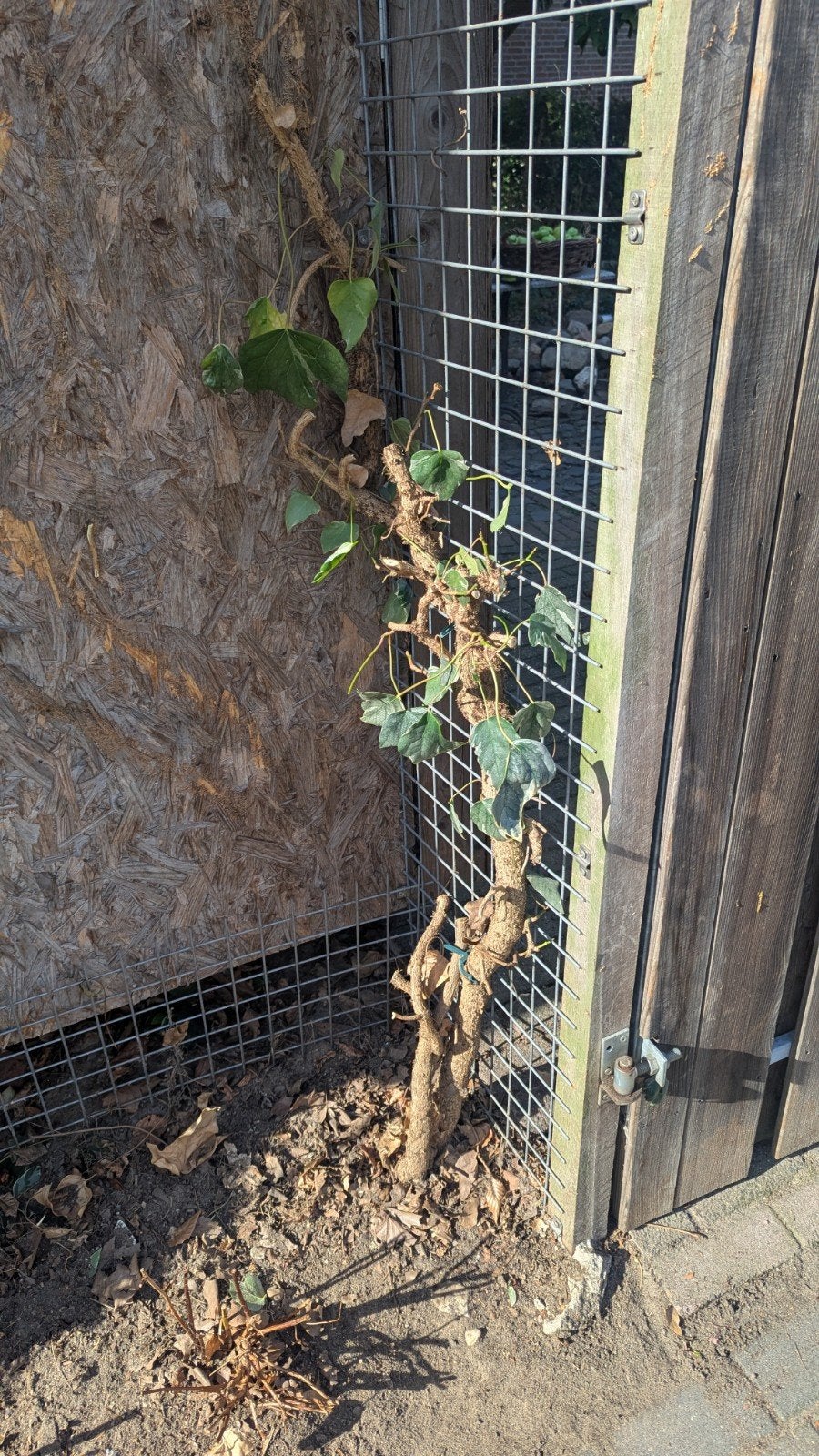 Hedera (Klimop) met bont blad - zelf uitgraven, Ophalen, Vaste plant, Bloeit niet, Halfschaduw