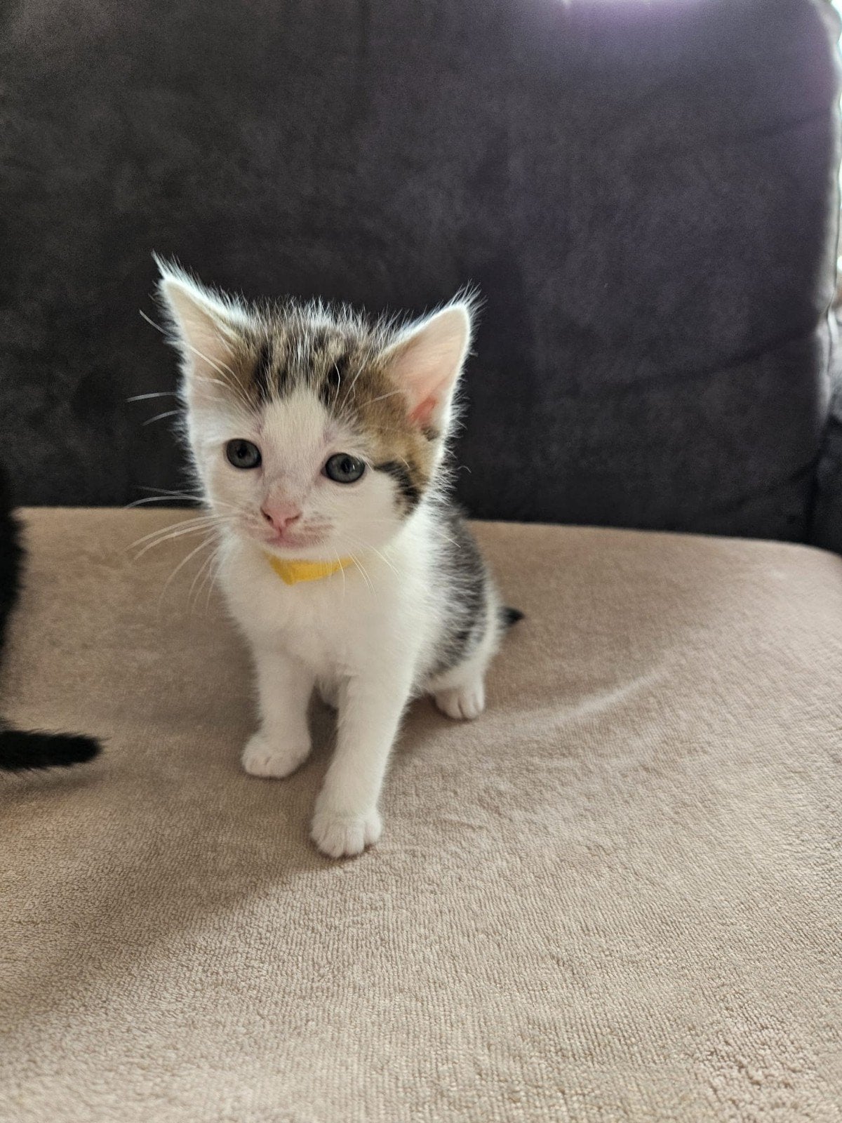Kitten (meisje), Dieren en Toebehoren, Poes