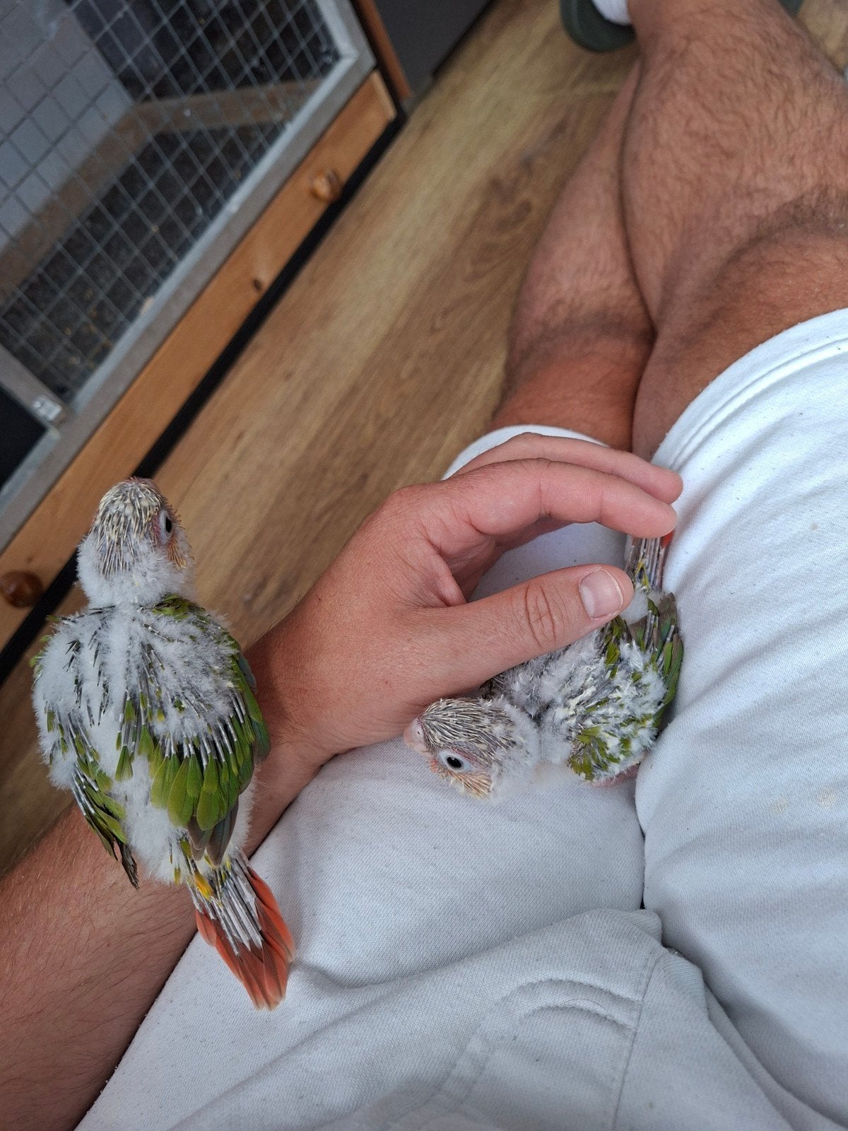 Jonge Pyrrhura’s – met de hand grootgebracht, Dieren en Toebehoren, Vogels | Parkieten en Papegaaien, Geslacht onbekend, Parkiet