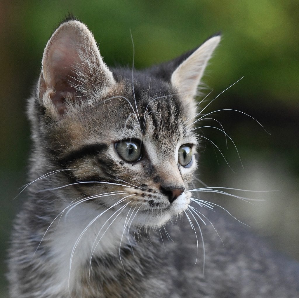 LAATSTE Prachtige lieve kittens  - Main Coon X, Geslacht onbekend, Ontwormd, 0 tot 2 jaar