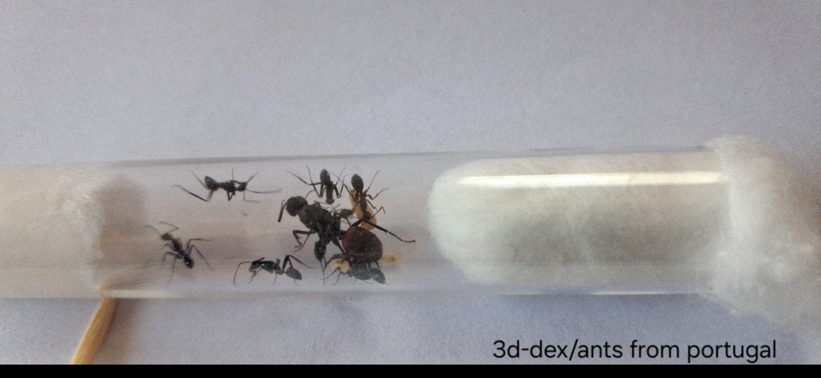 Camponotus cruentatus Mierenkolonie Koningin + 5-10 werkers, Mieren