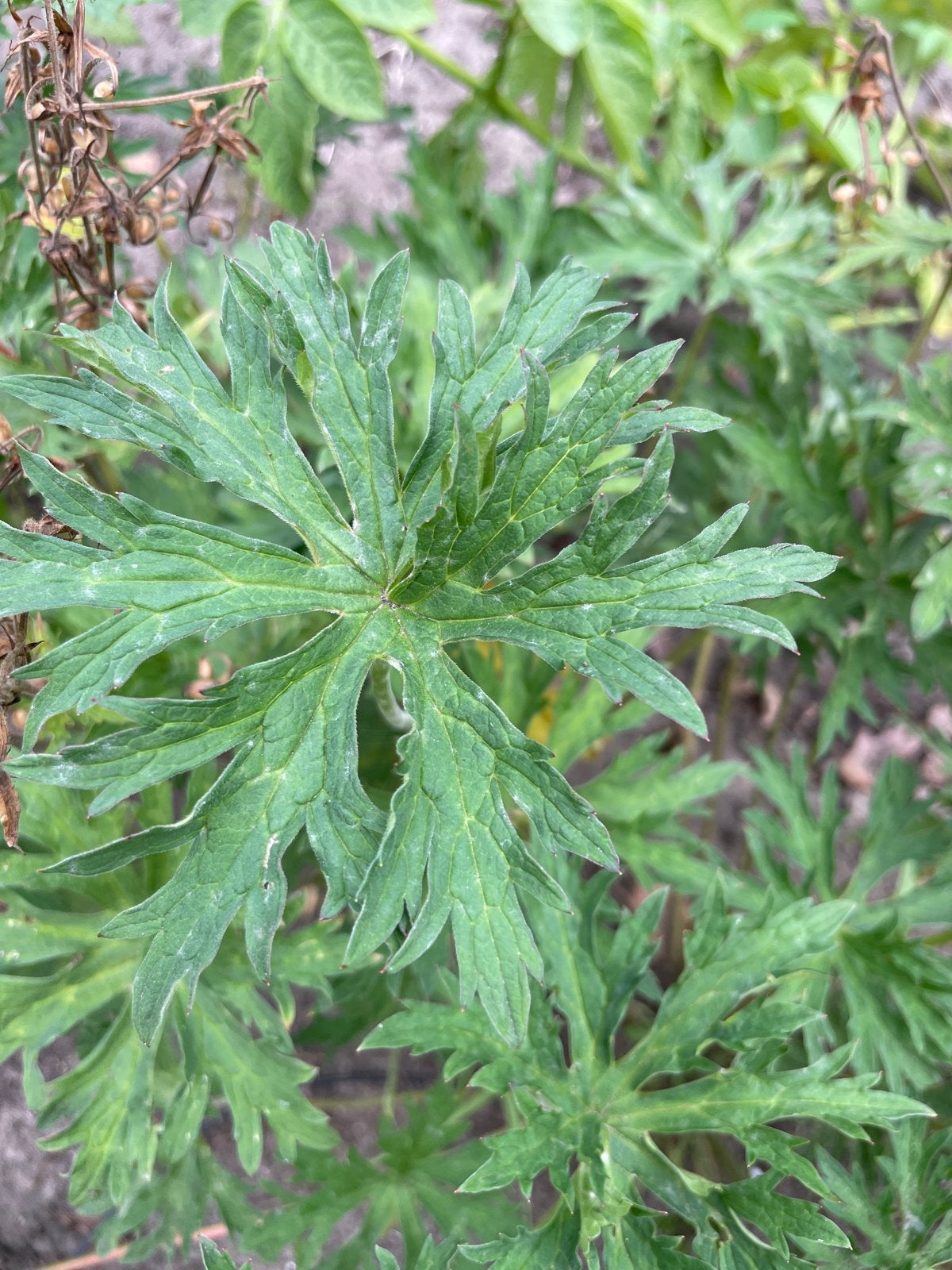 Blauwe Geranium 'Sate' - Sterke Vaste Plant, Vaste plant, Halfschaduw, Zomer, Ophalen