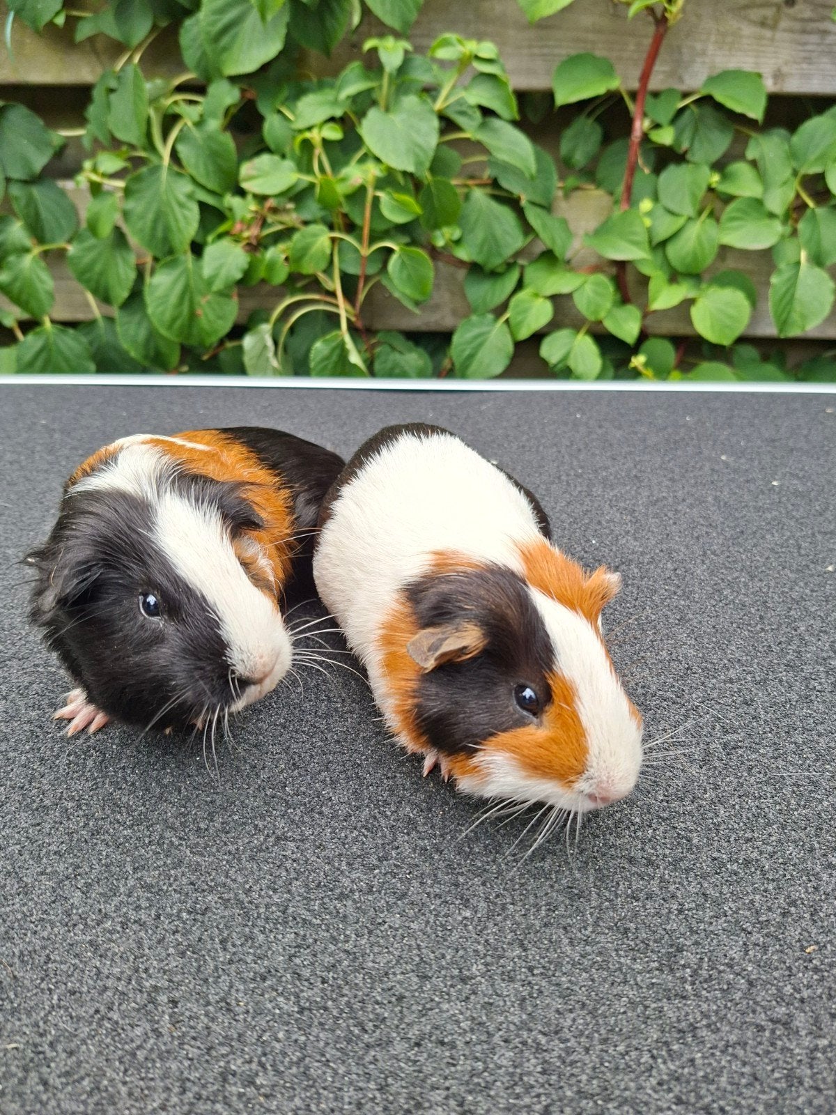 cavia beertje mannetjes, Dieren en Toebehoren, Mannelijk, Tam, Maart, Cavia