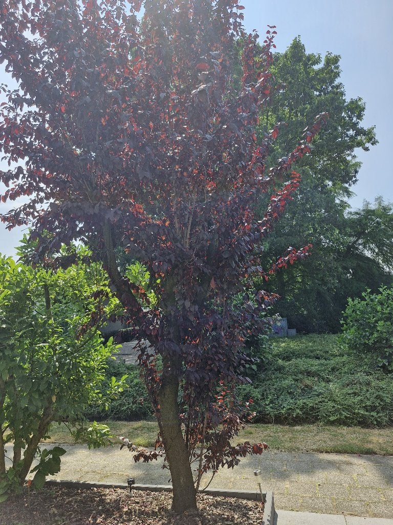 Volwassen rode sierpruim/sierkers – gratis, zelf uitgraven, Tuin en Terras, Planten | Bomen, Ophalen, Halfschaduw, Overige soorten
