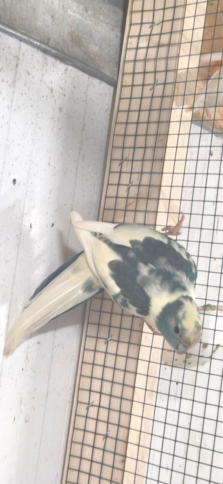 Kakariki koppel, Meerdere dieren, Parkiet