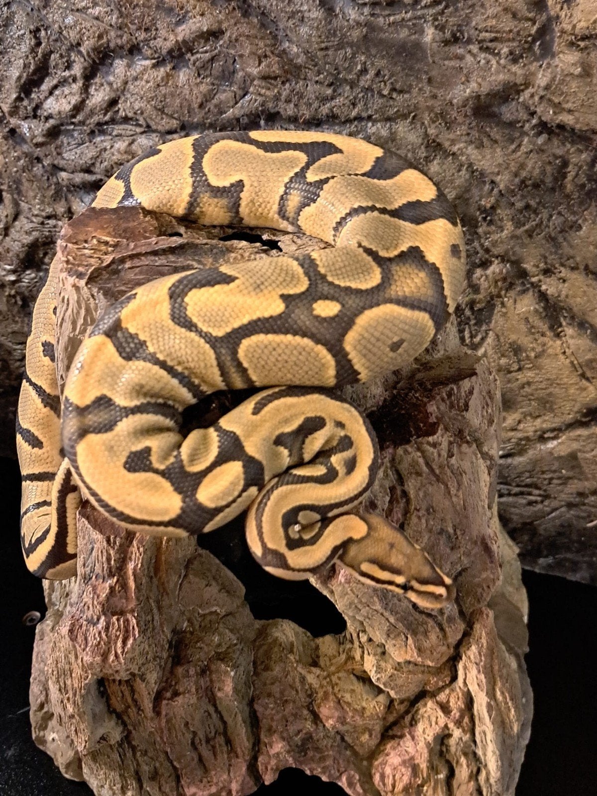 koningspython (regius) ghost man Ball Python photo 4