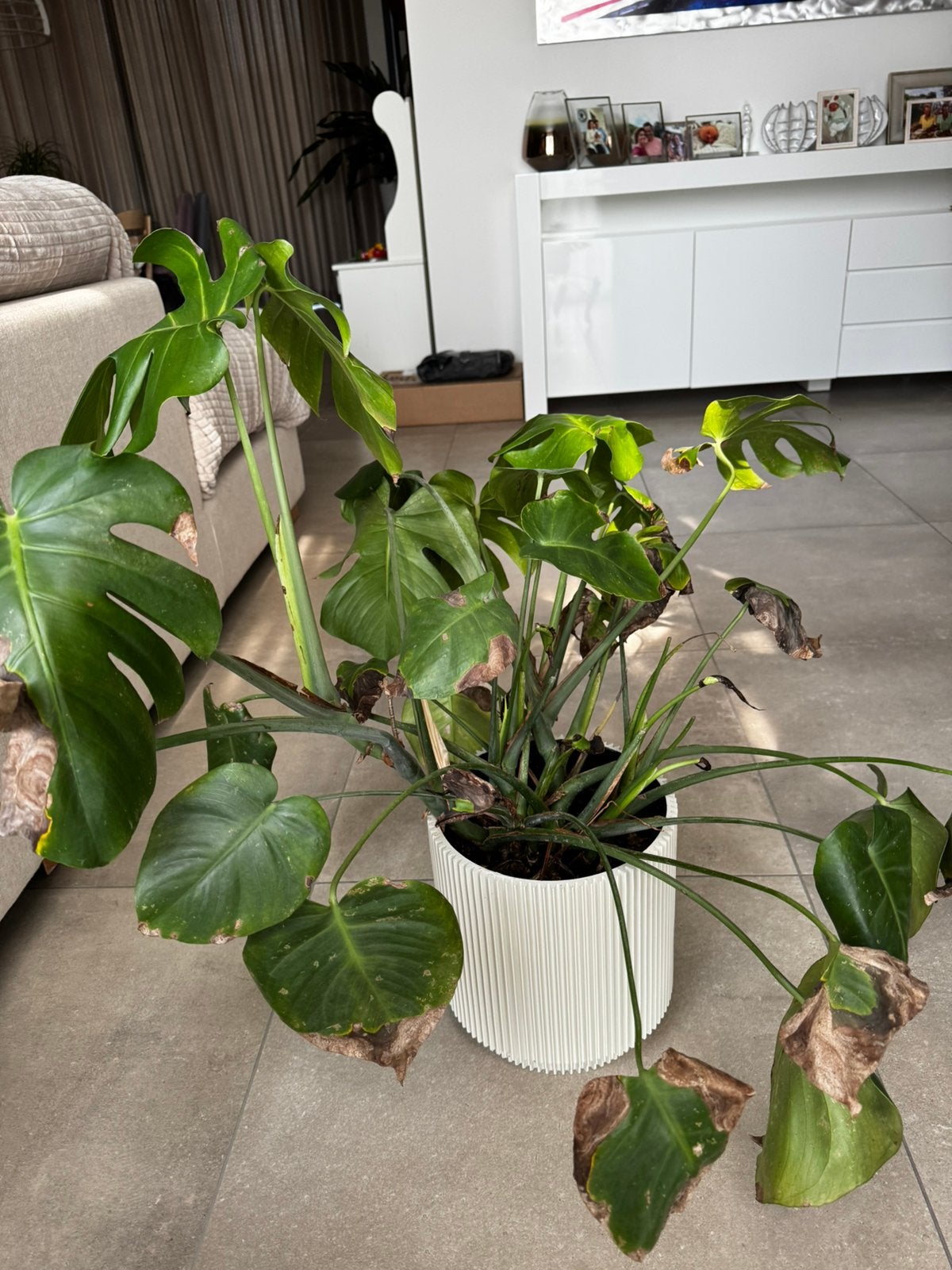 Kamerplant Monstera, Huis en Inrichting, Ophalen of Verzenden, Halfschaduw, Minder dan 100 cm