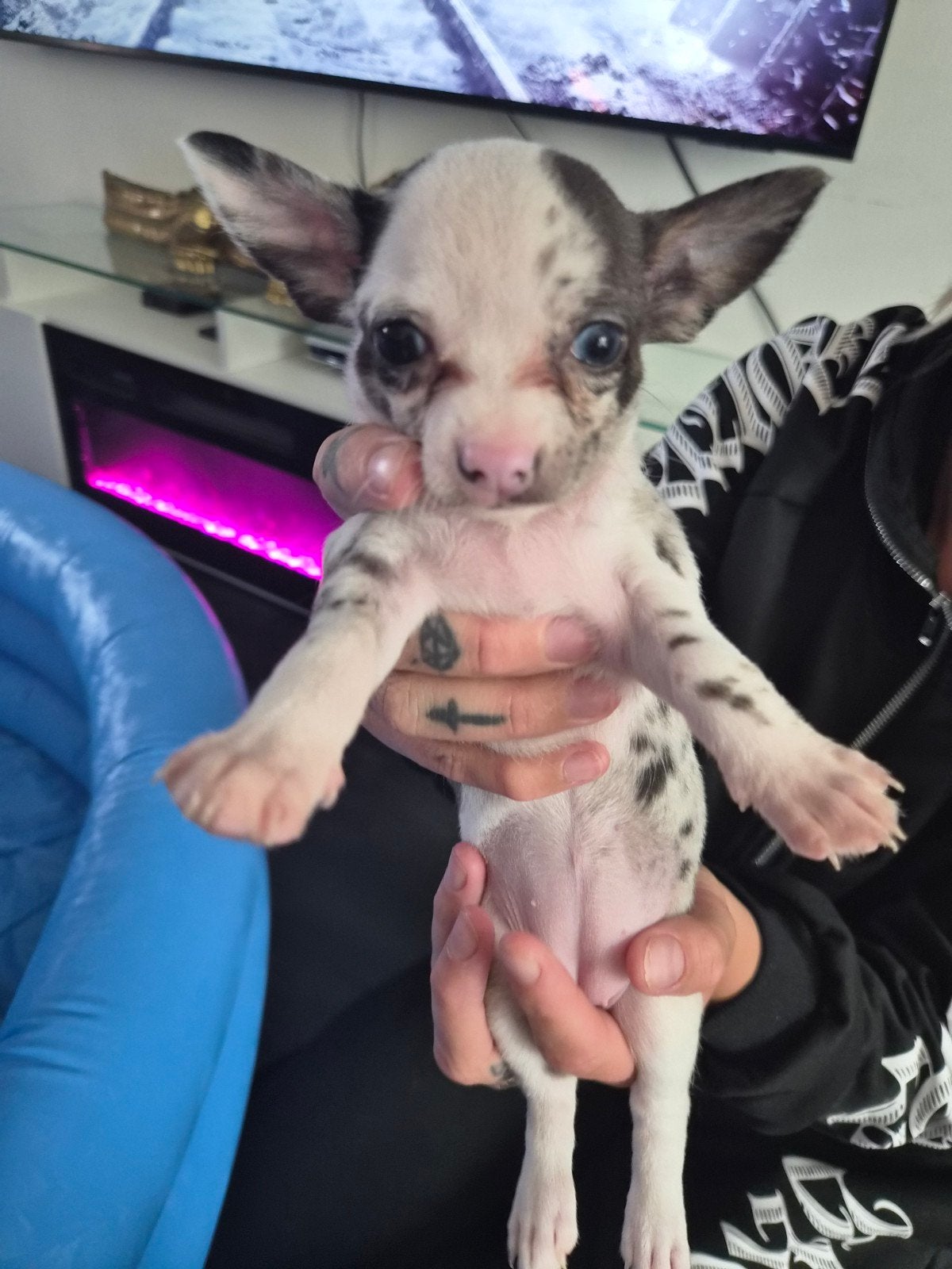 Chihuahua puppy's, 8 tot 15 weken, Meerdere, Meerdere dieren, Chihuahua