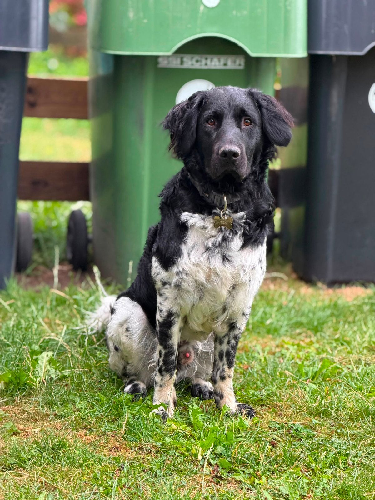 Friese Stabij Dekreu aangeboden, Parvo, Reu, 1 tot 2 jaar, Eén hond