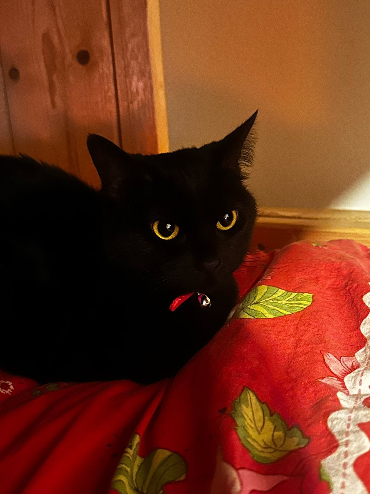 Miep & Sarah, Dieren en Toebehoren, Poes, Kortharig, 0 tot 2 jaar
