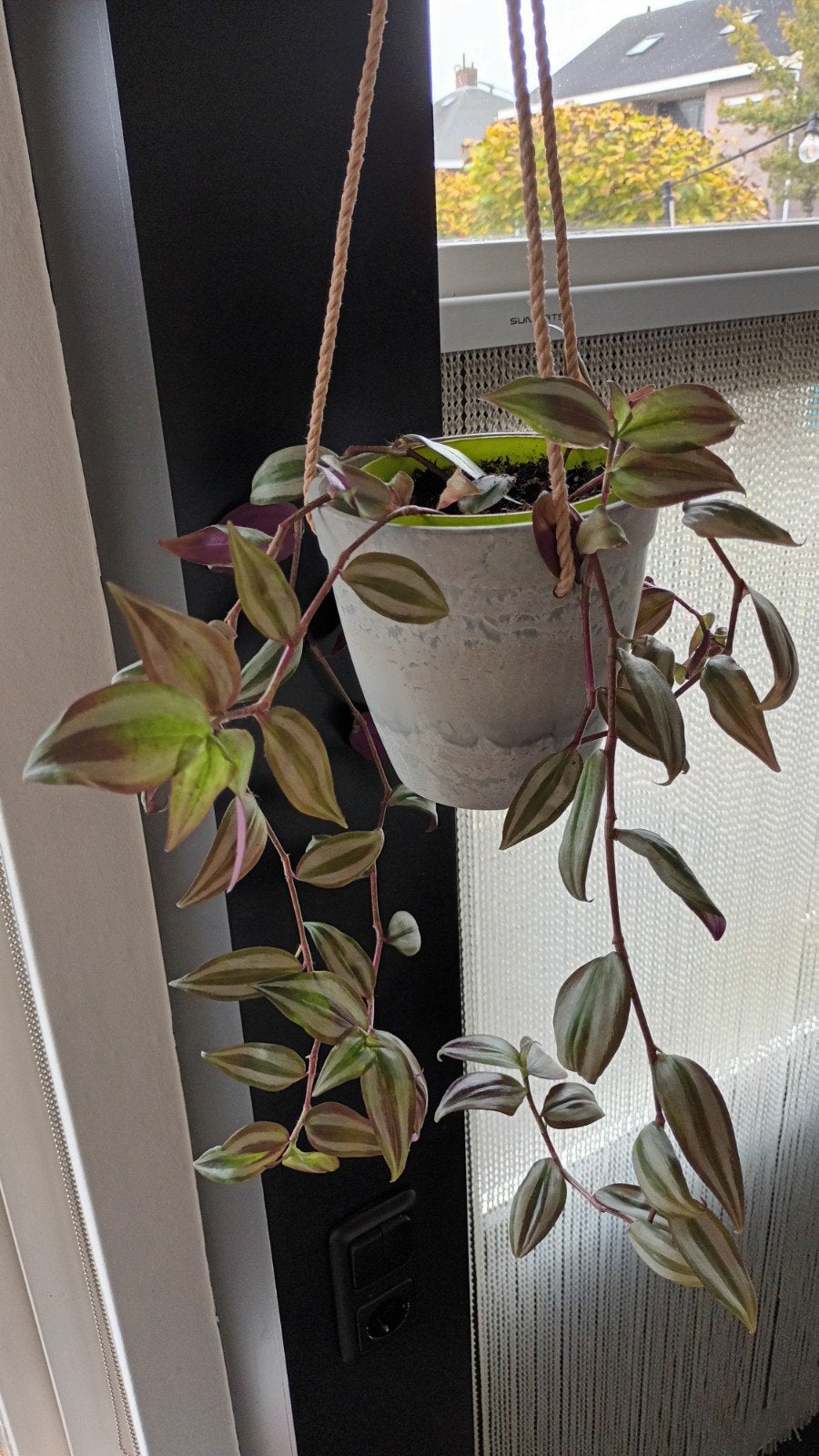 Tradescantia Zebrina - Mooie en makkelijke hangplant, Ophalen