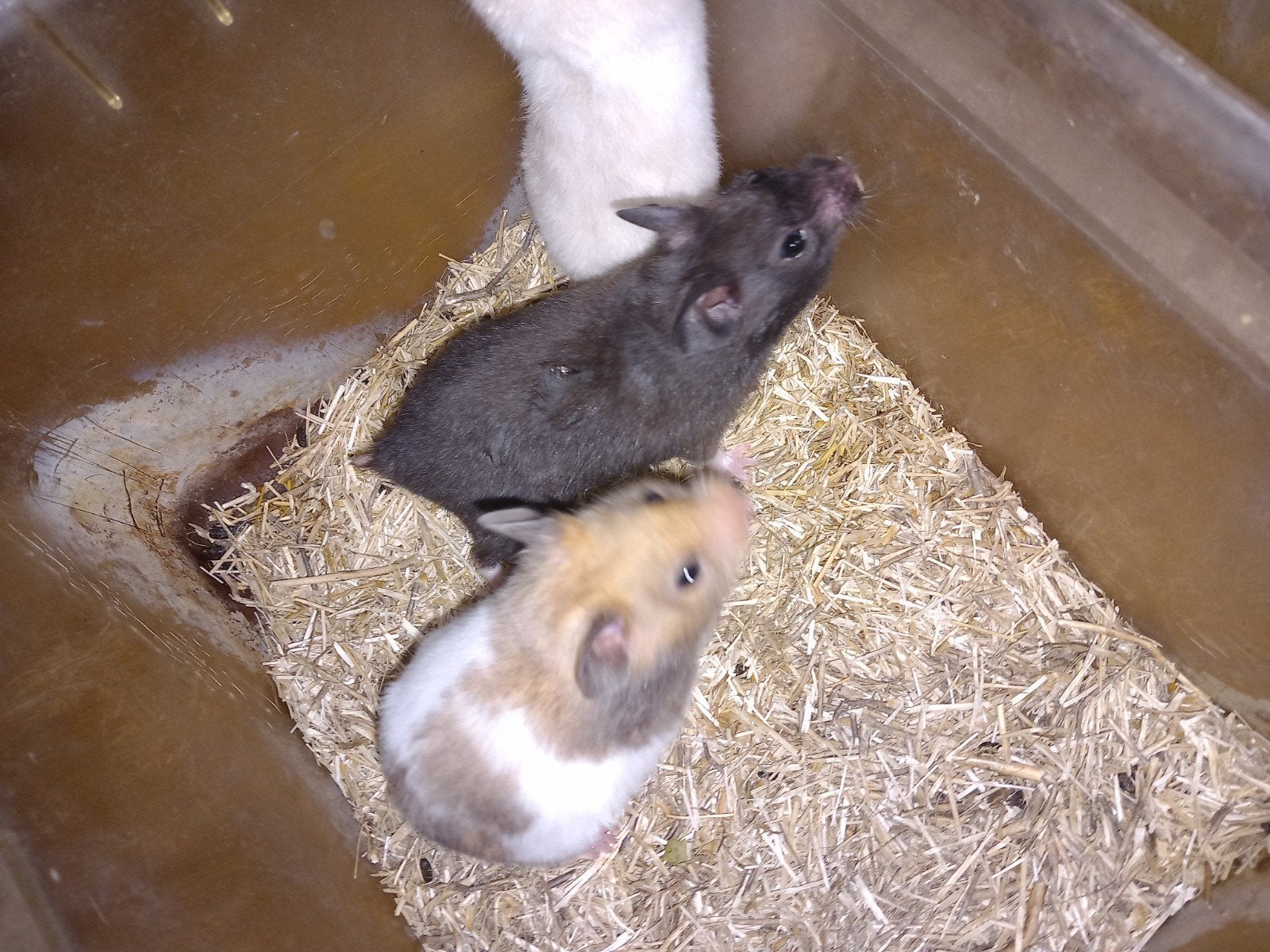 lieve syrische/goudhamsters (Mesocricetus auratus), Hamster, Augustus, Meerdere dieren, Tam