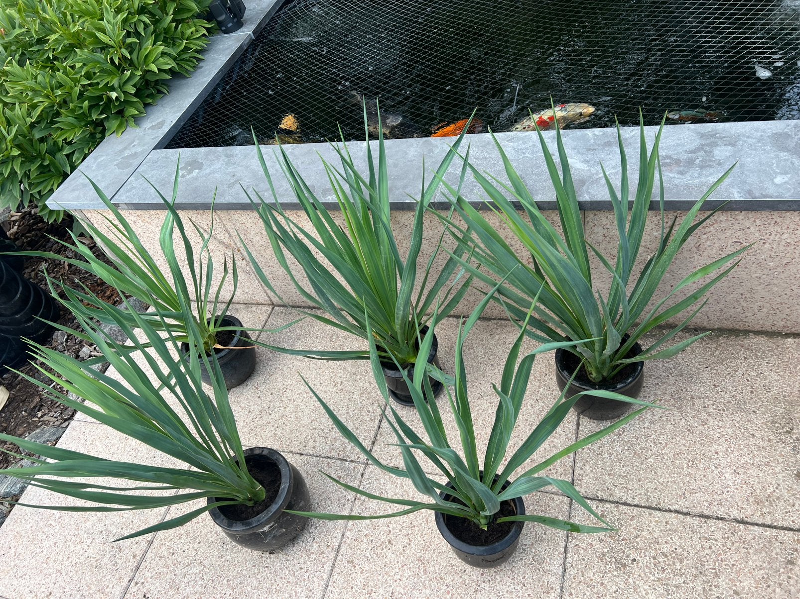 Stekken van een yucca te koop…, Overige soorten, 100 tot 250 cm, Zomer, Ophalen