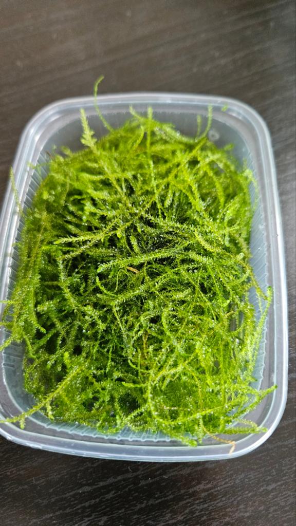 Bakje met javamos, Dieren en Toebehoren, Vissen | Aquaria en Toebehoren, Ophalen of Verzenden, Plant(en), Steen of Hout