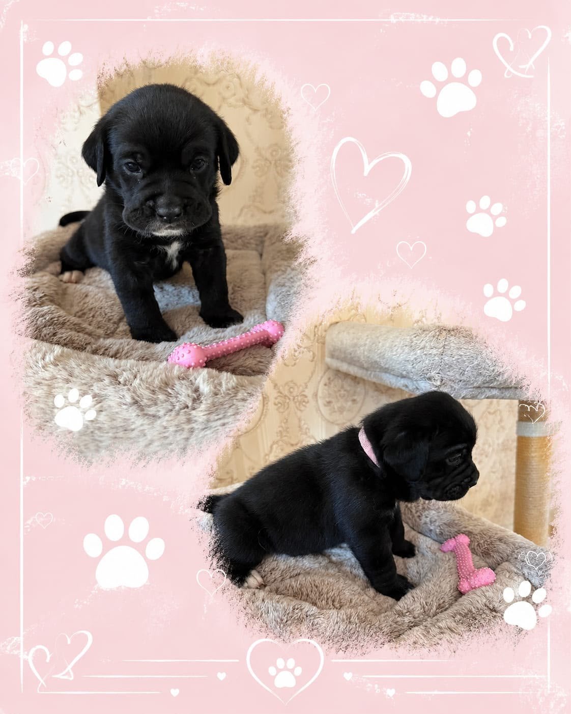 Puppy’s, Dieren en Toebehoren, Honden | Niet-rashonden, 8 tot 15 weken, Parvo, Meerdere, Meerdere dieren