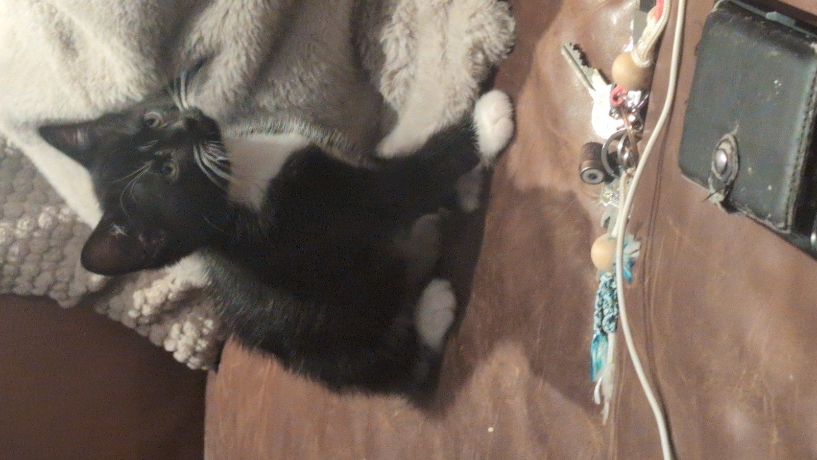 kittens kitten super lief, Dieren en Toebehoren, Meerdere dieren