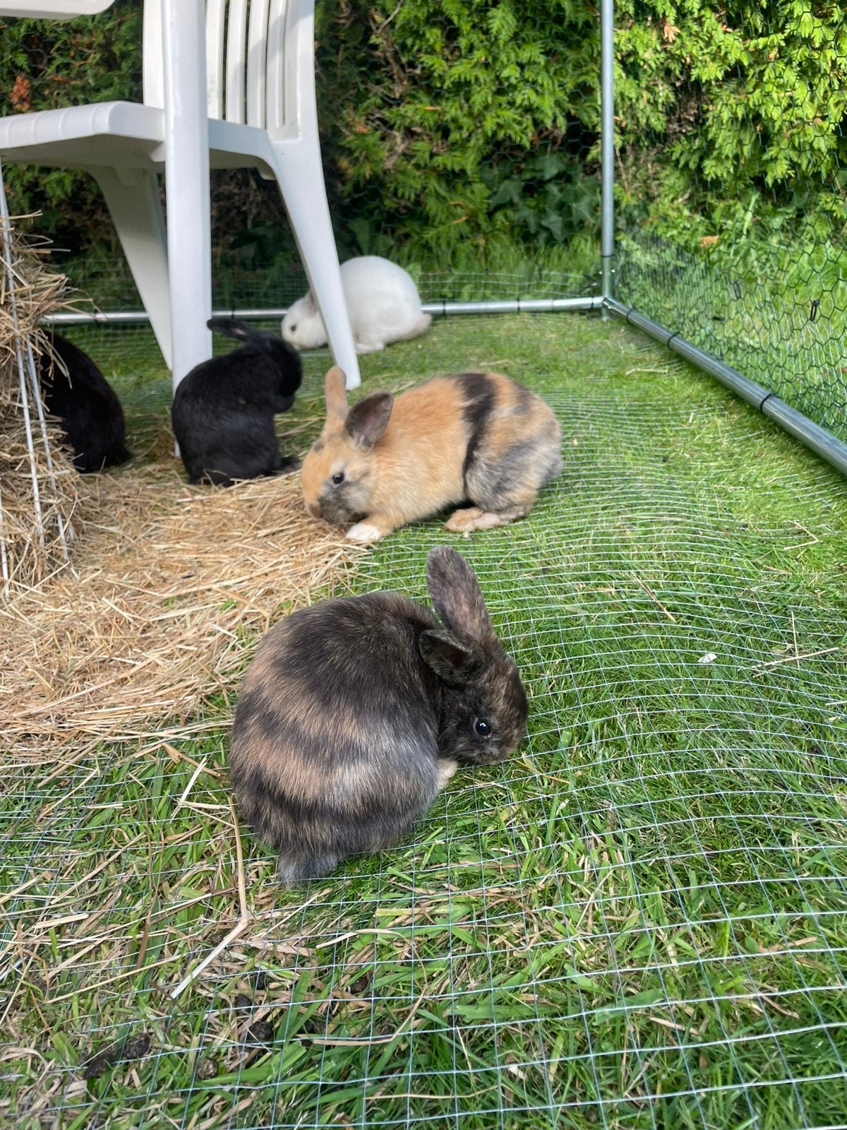 konijntjes mogen weg bij mama!, Meerdere dieren, Middelgroot, 0 tot 2 jaar