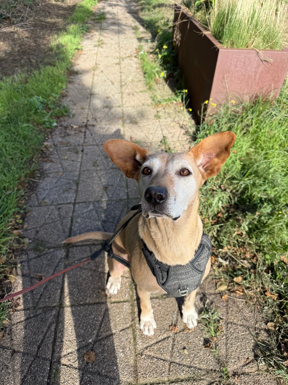 Lieve herder mix Goldie (6) zoekt een gouden mandje, Dieren en Toebehoren, 6 jaar of ouder, Teef, Eén hond, CDV (hondenziekte)