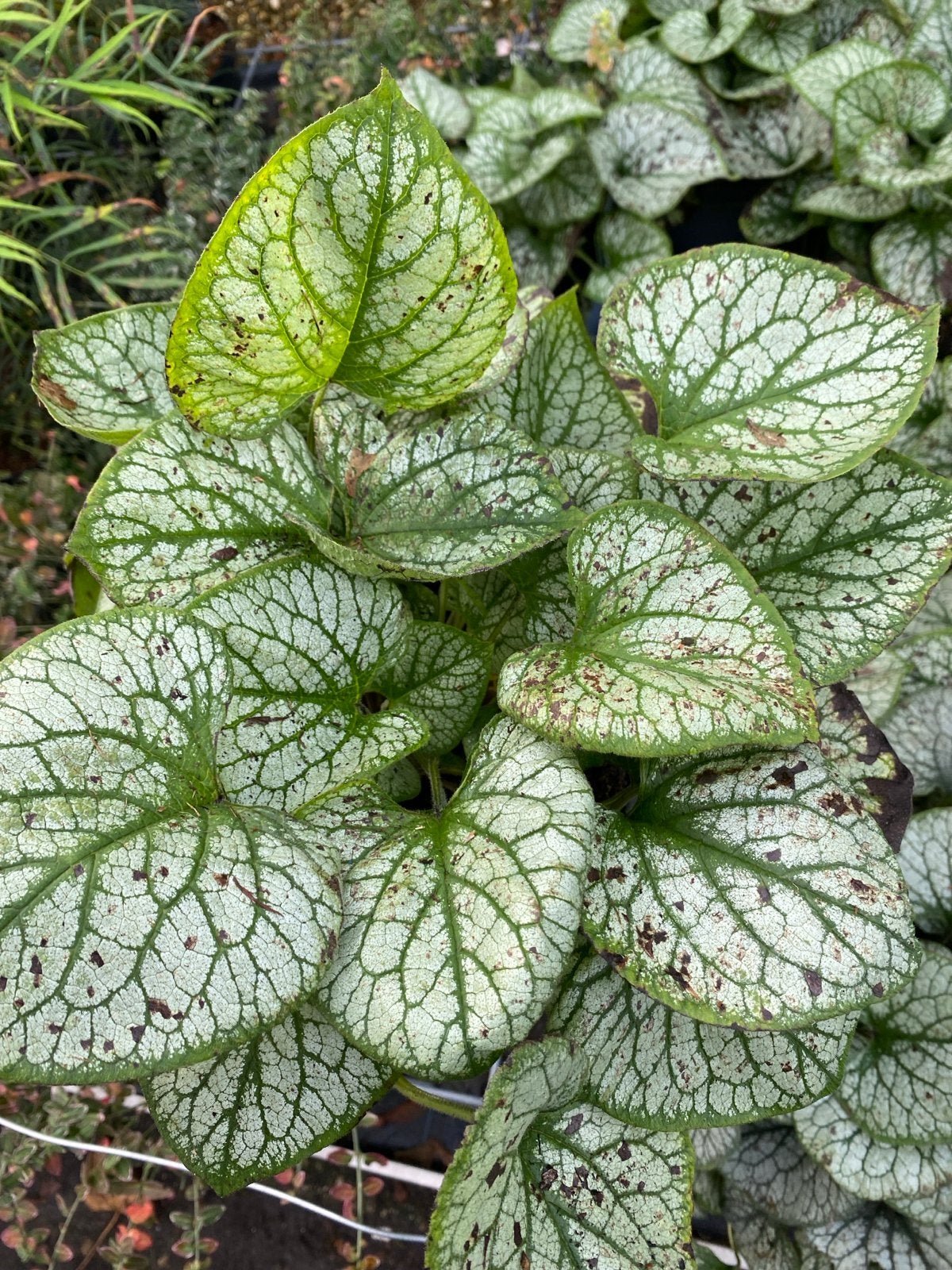 Brunnera Macrophylla 'Jack Frost' - Prachtige schaduwplant, Tuin en Terras, Ophalen, Overige soorten, Struik, Minder dan 100 cm