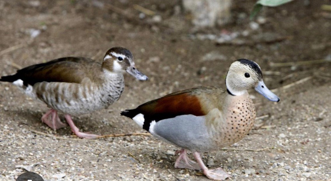 Roodschoudertaling eenden, Meerdere dieren, Eend