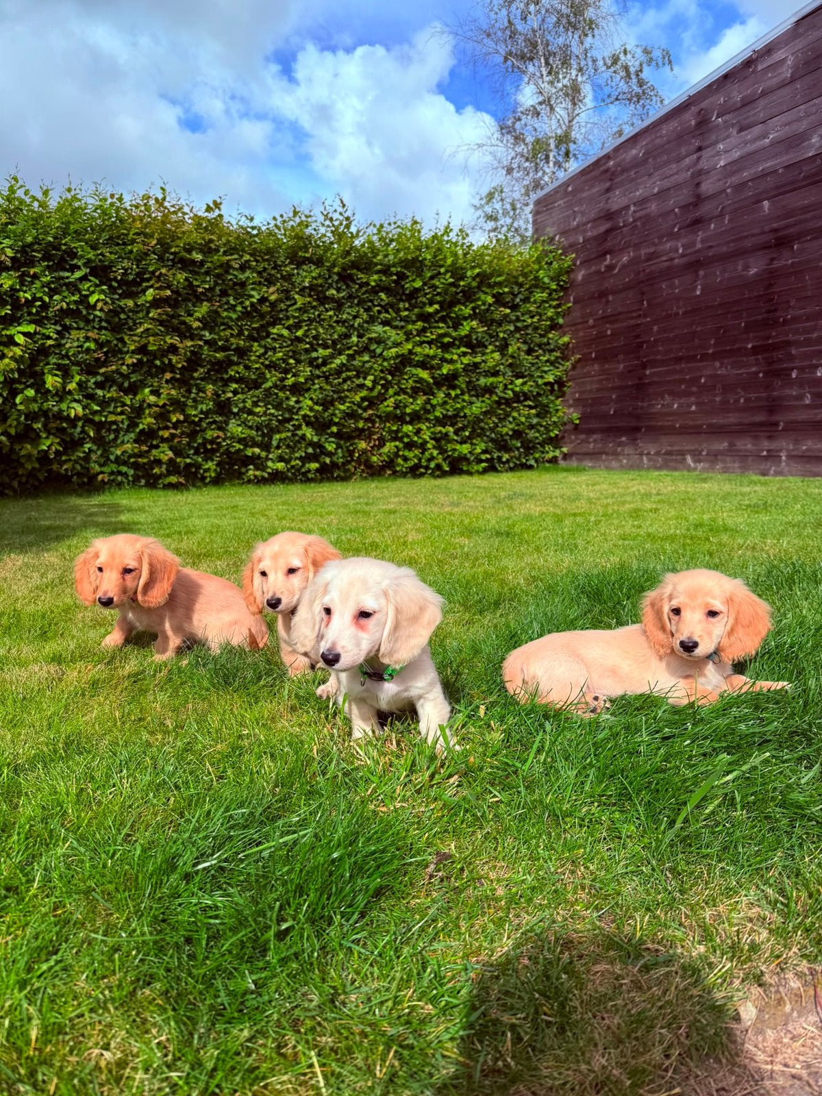 Langharige cream dwergteckel puppy, Dieren en Toebehoren, Parvo, België, Particulier, 8 tot 15 weken