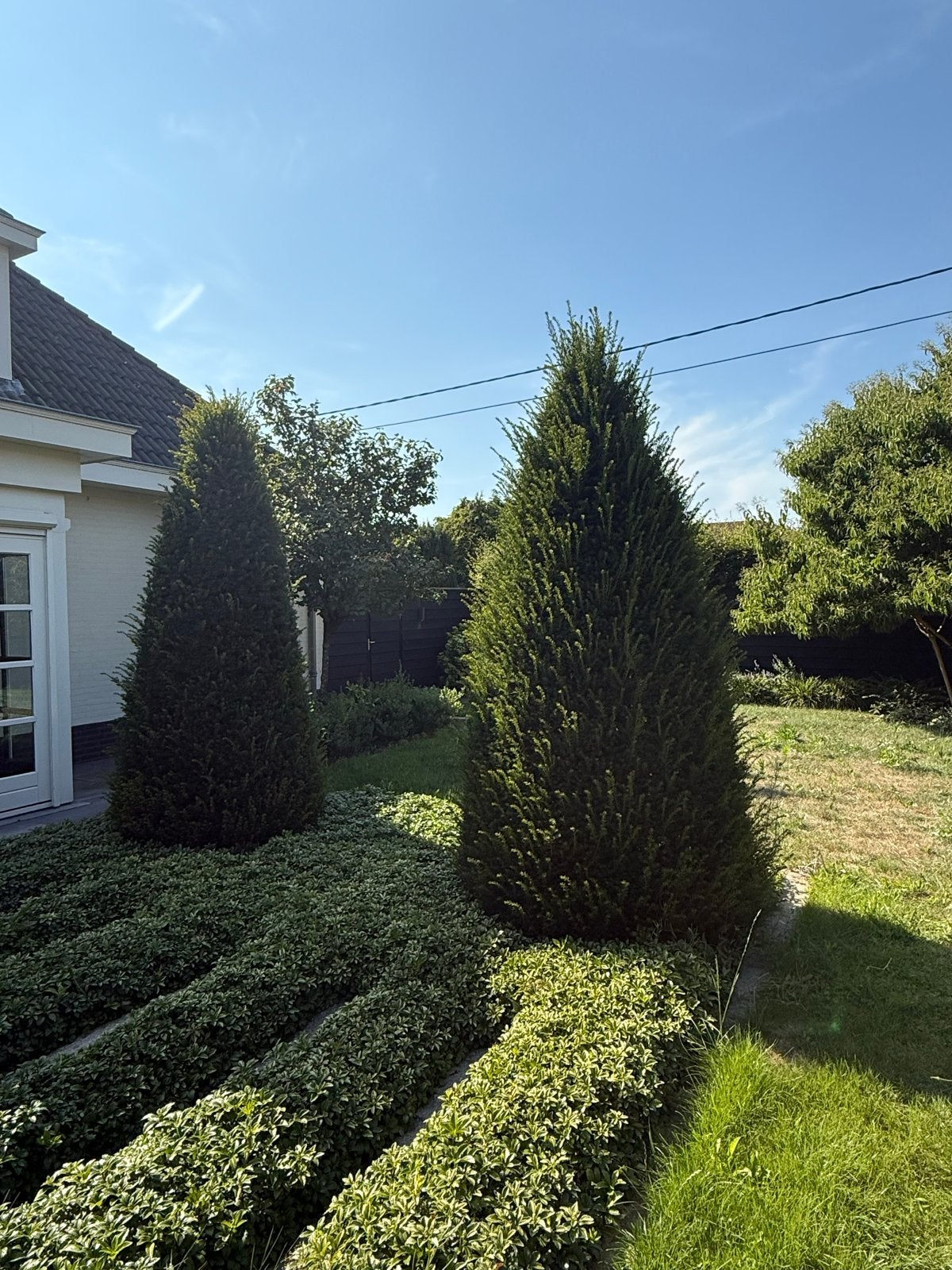 9 Taxus Baccata - Ideaal voor hagen of solitaire aanplant, Ophalen, Bloeit niet, Halfschaduw, Overige soorten