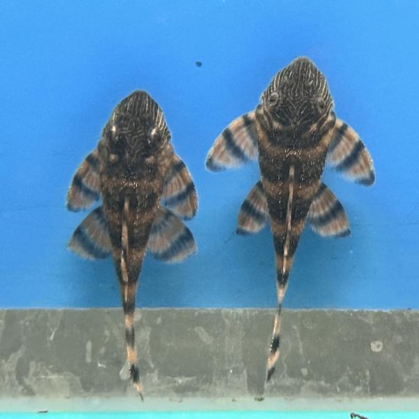 L397 Pleco x2, Vis, Zoetwatervis