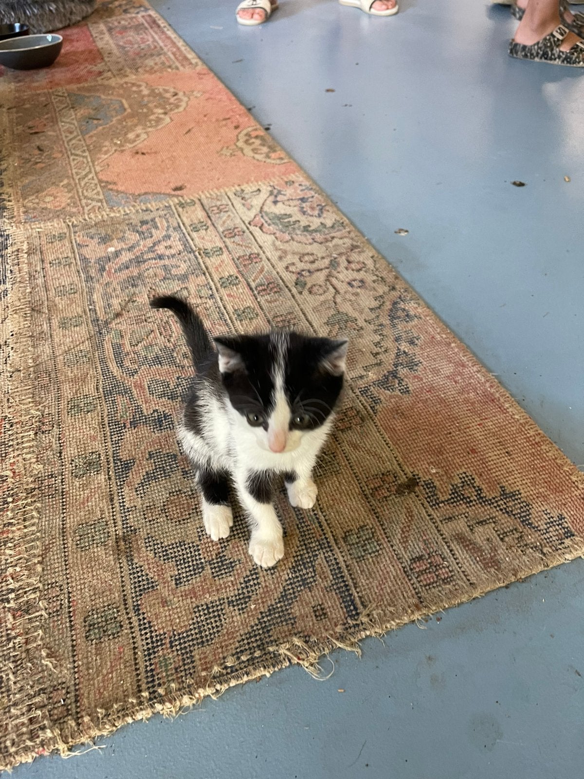 Lieve kitten vrouwtje geboren 17 april, Poes