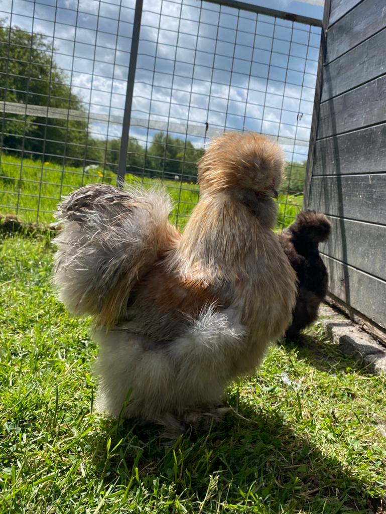 Prachtige USA zijdehoen haan, Dieren en Toebehoren, Pluimvee, Mannelijk, Kip