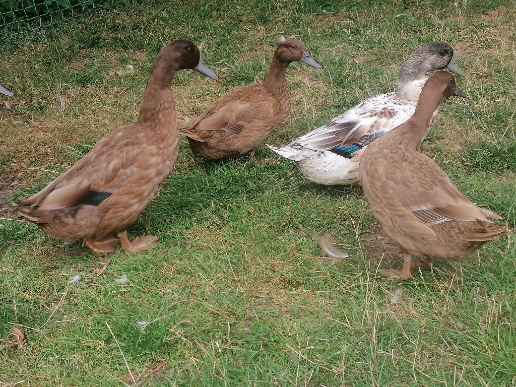 Super legeenden, khaki Campbell eenden, Meerdere dieren, Eend