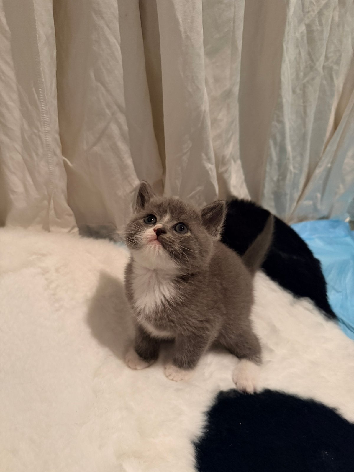 Britse kitten, Dieren en Toebehoren, Katten en Kittens | Raskatten | Korthaar, Kater, Ontwormd